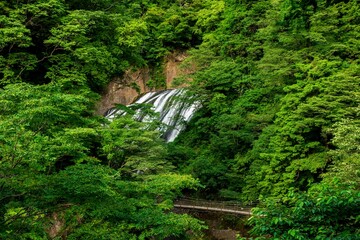 樹木に囲まれ流れる滝