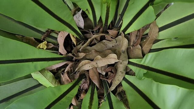 Center view of Asplenium nidus or birds nest fern plant