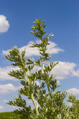 Wormwood, Artemisia absinthium, perennial herb of silvery color, with a strong aromatic odor and bitter wormwood famous