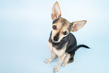 small funny dog with big ears, pet toy terrier on a blue background with copy space, dog food, veterinary pharmacy