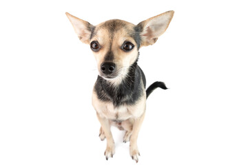 little cute toy terrier dog isolated on white background
