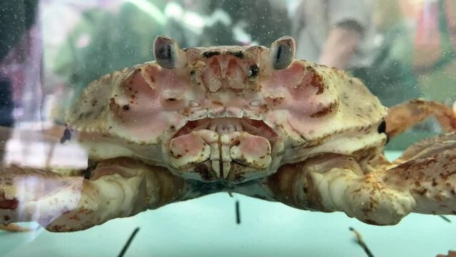 crab moves its claws and eyes