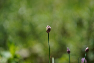 beautiful botanical shot, natural wallpaper