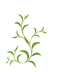Art pattern  green tea leaves on white background