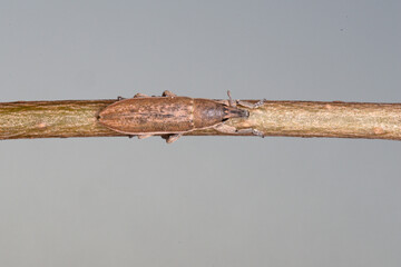 A brown weevil o an stick (Lixus)