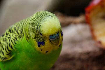 Fototapeta premium Parakeets budgerigar bird. Melopsittacus undulatus budgie . High quality photo