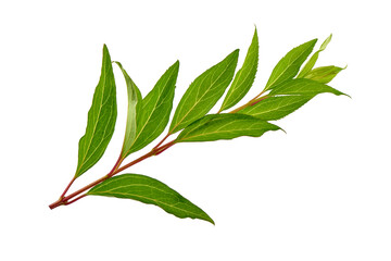 Peony leaves isolated on white background.