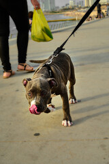 Dog. Животные