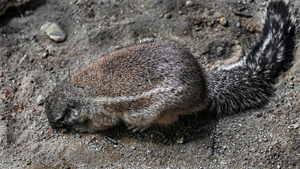 African ground squirrel in its enclosure. Latin name - Xerus inaurus	