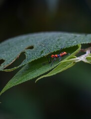 tiny red bug on a green leaf