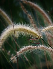 southern green stink bug hanging on tree branch