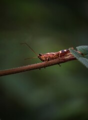 brown grasshopper on a leaf