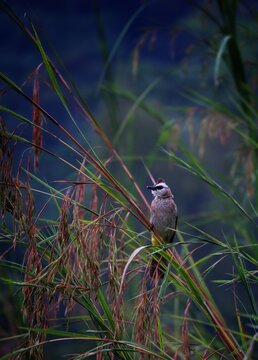 yellow vented bul bul on tree branch