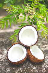 Obraz na płótnie Canvas Coconut | the edible fruit of the coconut palm (Cocos nucifera), a tree of the palm family. 