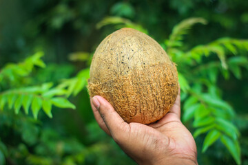 Fototapeta premium Half removed coconut shell with flesh inside holding in hand | the edible fruit of the coconut palm (Cocos nucifera), a tree of the palm family. 