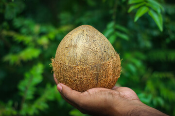 Fototapeta premium Half removed coconut shell with flesh inside holding in hand | the edible fruit of the coconut palm (Cocos nucifera), a tree of the palm family. 