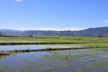 Japanese rice planting scenery