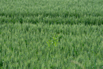 beautiful green rye meadow field on a sunny summer day with ears of corn