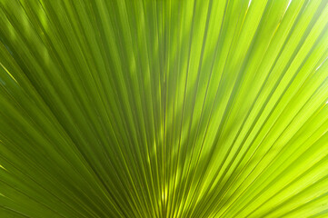 Lines and textures of fresh fan-shaped green Palm leaves. Gradient from dark to light green