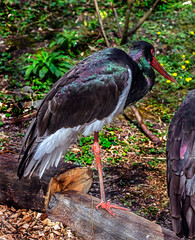 Black stork on the beam. Latin name - Ciconia nigra	