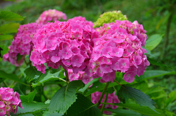 Obraz premium Сrimson color Hydrangea Macrophylla Princess Beatrix blooms on the bush in a summer garden. Gardening and cultivated flowers concept. Free copy space.