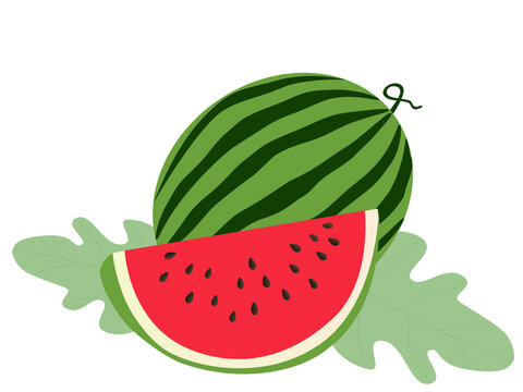 Watermelon and slice melon illustrator design for product