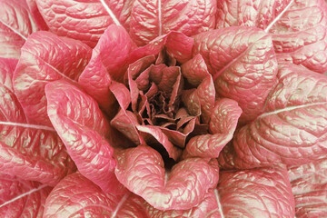 Lettuce bush with red juicy ripe lettuce among large red lettuce leaves