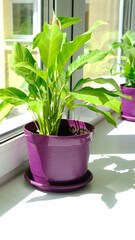 Beautiful green plant in ceramic pot standing on window sill.