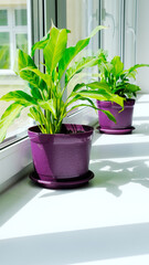 Beautiful green plant in ceramic pot standing on window sill.