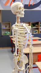 A model of the human skeleton stands in the biology classroom at school.