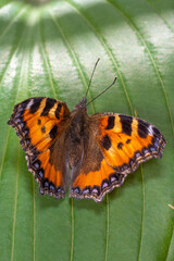 Fototapeta na wymiar Orange butterfly Burdock on a green leaf, close-up 