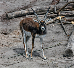 Blackbuck antelope in its enclosure. Latin name - Antilope cervicapra