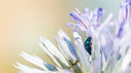 Melyris bicolor beetle on a thistle flower, Melyris bicolor Fabricius, 1801