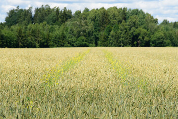 a beautiful rye meadow with canola tracks in a field on a sunny summer day and a forest in the distance