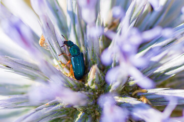 Melyris bicolor beetle on a thistle flower, Melyris bicolor Fabricius, 1801