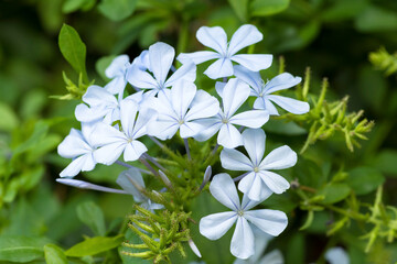 Close up of Plumbago Auriculata flowering shrub