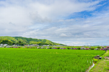 Fototapeta premium 水田と紫陽花(徳島県小松島市)