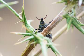 Selective focus on a Larinus Onopordi true weevil on a thistle