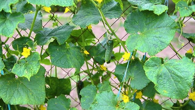Cucumber vine with ovaries in the garden. Ripening cucumbers in the garden in the sun in the greenhouse. Agricultural industry. An organic product. Farming.