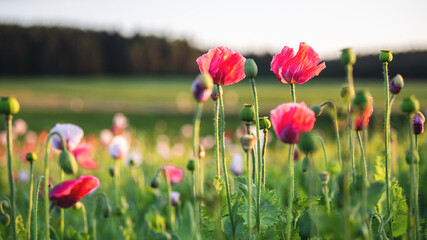 Fototapeta premium Leuchtend roter Mohn auf dem Feld- Papaver