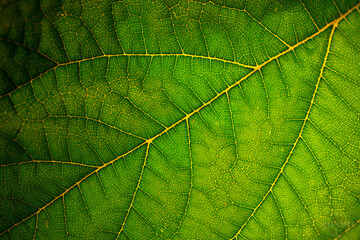 green leaf texture