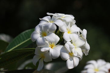 White plumeria freshness on tree with daylight 
