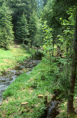 Epicéa commun, Picea abies, site Natura 2000, Parc naturel régional des Ballons des Vosges, Belbriette, Vosges, 88