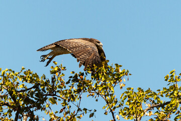 Aigle martial, Polemaetus bellicosus, Martial Eagle