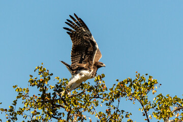 Aigle martial, Polemaetus bellicosus, Martial Eagle