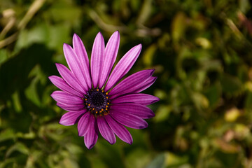 Obraz premium flower