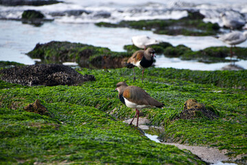 bird on the beach