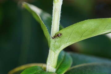 insect on a leaf