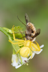 Misumena vatia, crab spider eating large bee-fly (bombylius major)