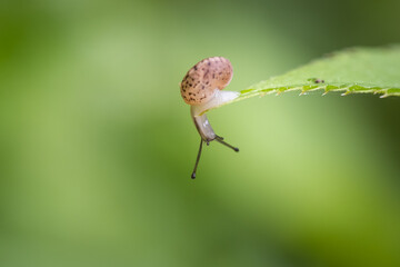 Tiny snail sits on a green leaf and looks downwards, green nature background © sleepyhobbit